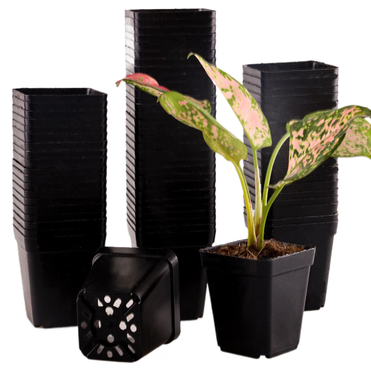 Tulpeed square nursery pot 2.2 inch with drainage holes for healthy root airflow.