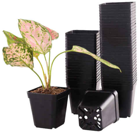 Tulpeed square nursery pot 2.2-inch with drainage for healthy seedling start