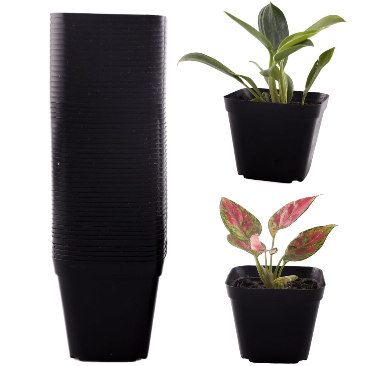 Tulpeed square pot 50-pack packaging view for versatile gardening
