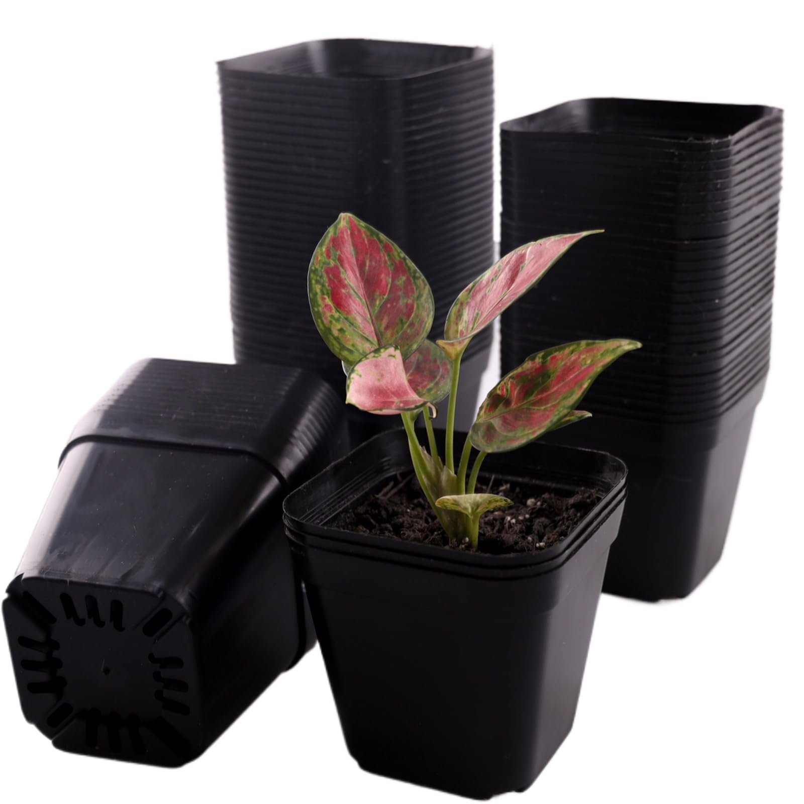 Tulpeed square 4-inch succulent pot for compact, stable arrangements