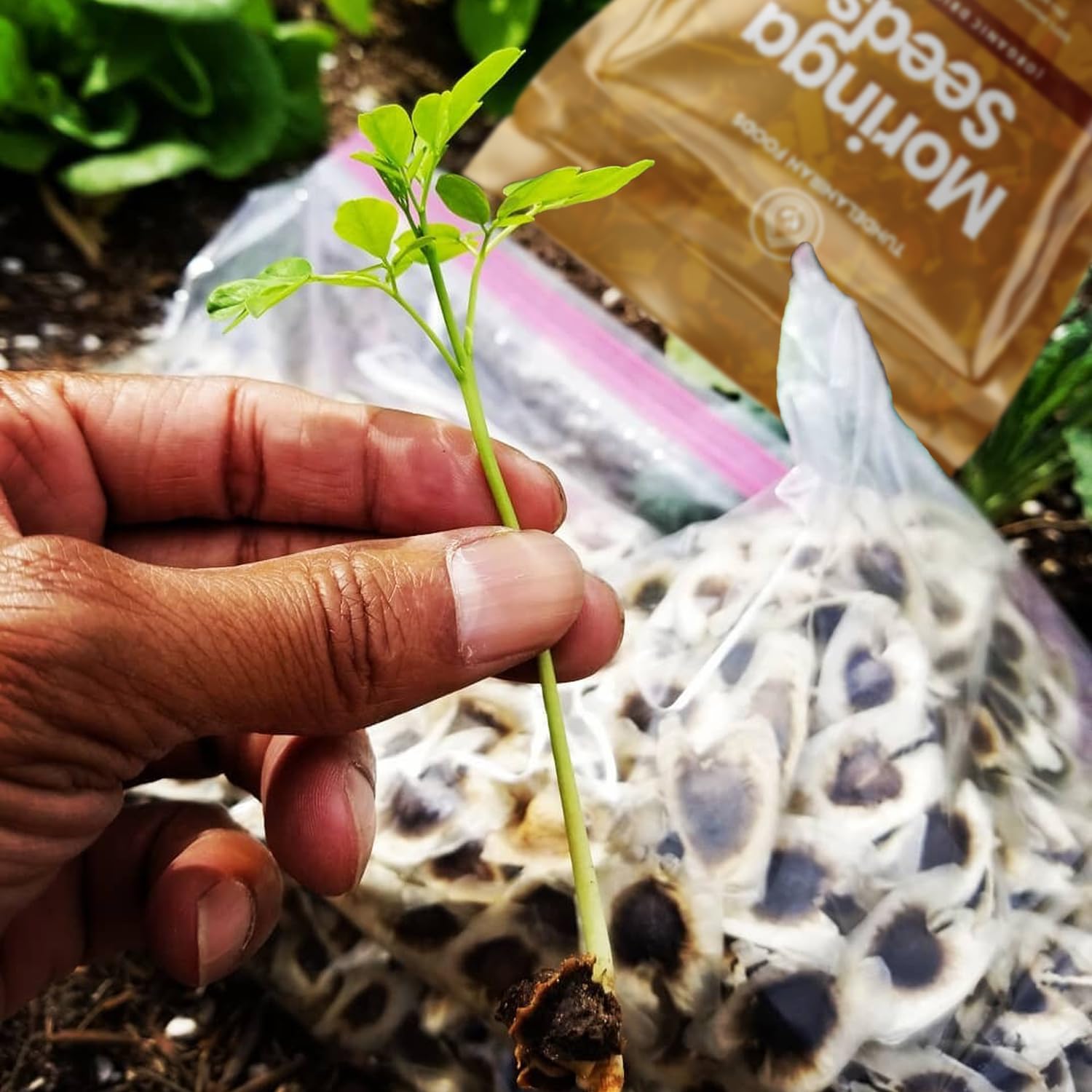 TundeLaniran Foods Roasted Moringa Seeds for flavor and nutrition