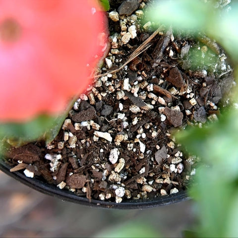 Tunleki vermiculite mushroom habitat moisture regulation for indoor kits.