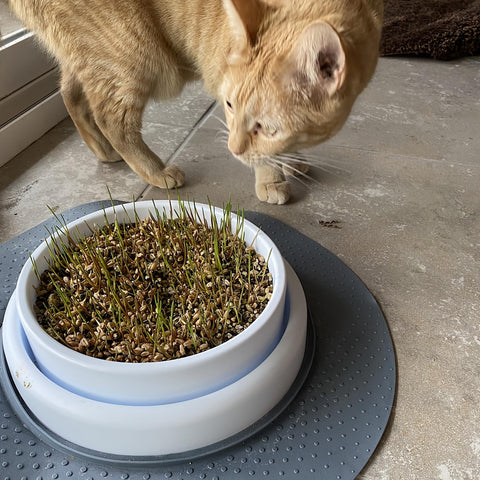 Tunleki vermiculite orchid care support for potting and moisture management.