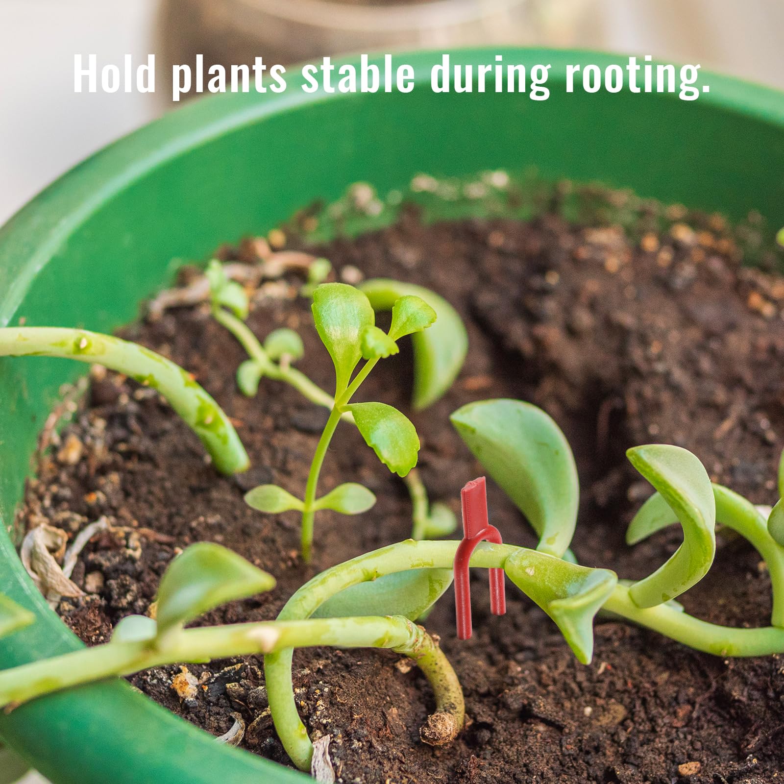 Tweruna indoor plant stability pin keeps vines growing straight.