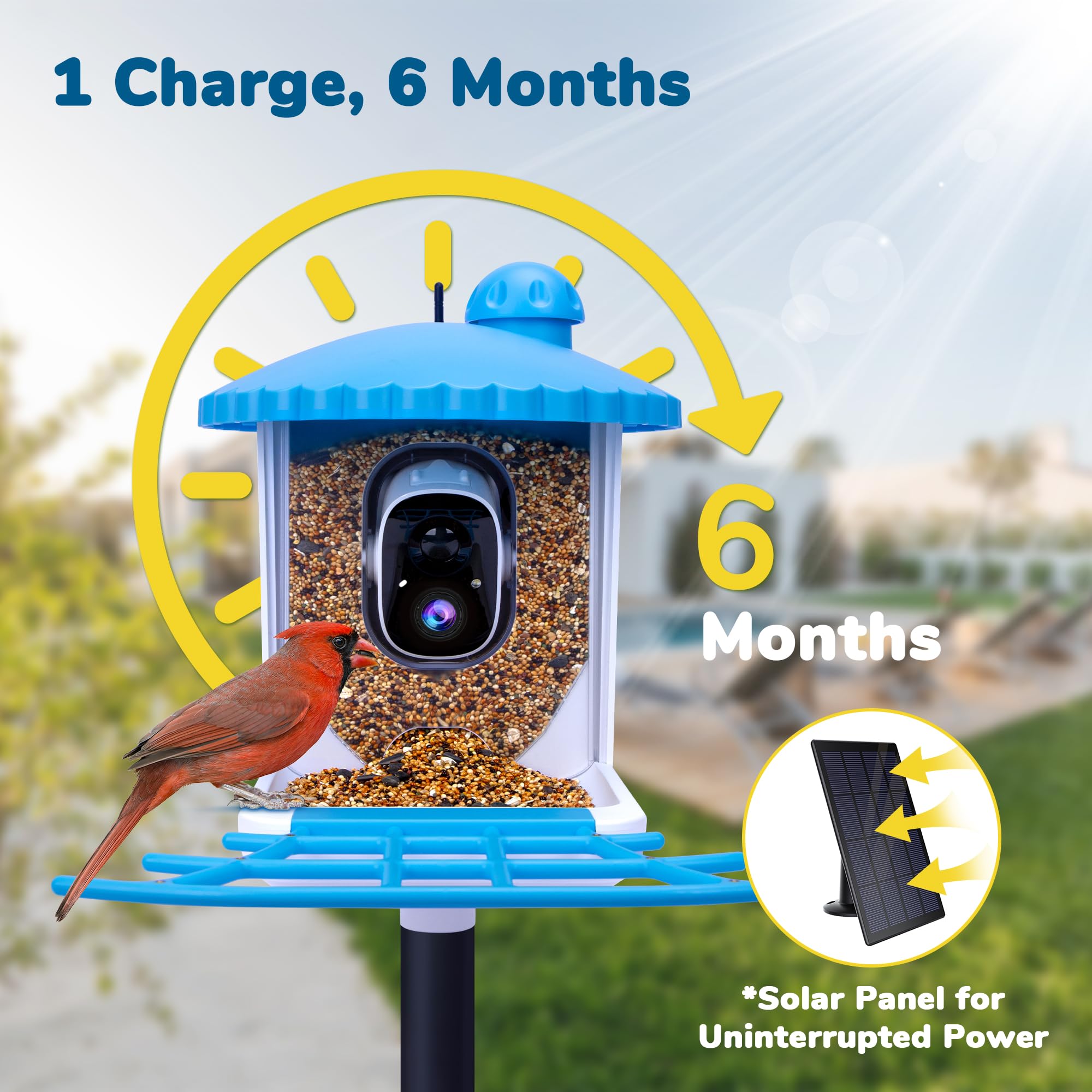 Twesync bird feeder live view lets you watch birds remotely
