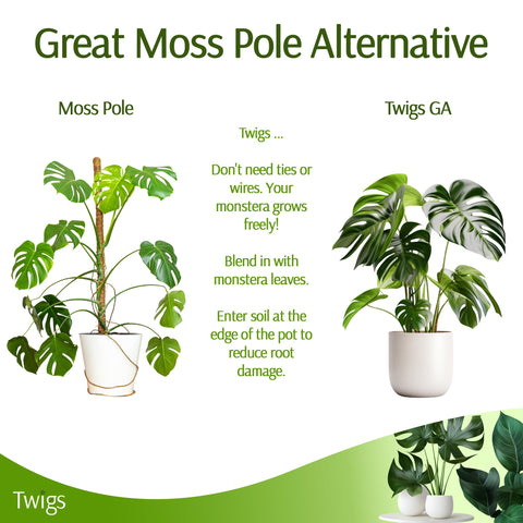 Twigs GA stake in a tidy pot offers low-maintenance plant support.