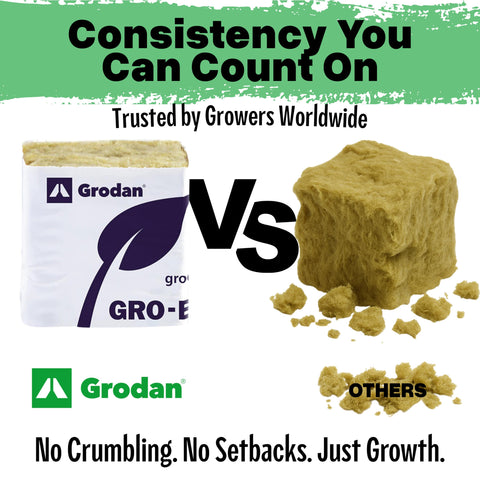 Twin Canaries Rockwool blocks enable seamless transplanting into larger cubes