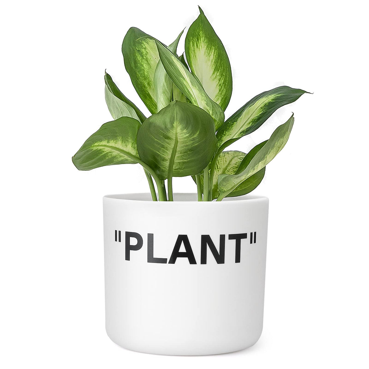 TwoDays Off-White sneaker planter front view showing compact plant display