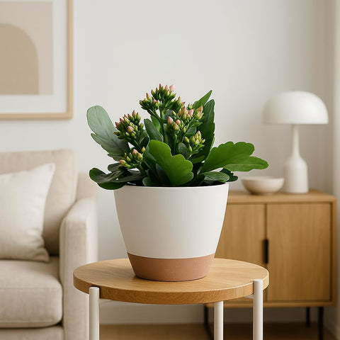 TYMENSH sturdy lightweight polypropylene construction for durable planters.