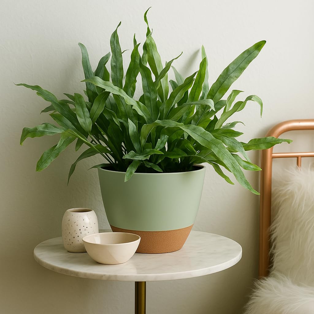 TYMENSH sturdy, lightweight polypropylene pots resist deformation and cracking.