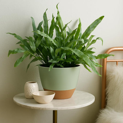 TYMENSH sturdy, lightweight polypropylene pots resist deformation and cracking.