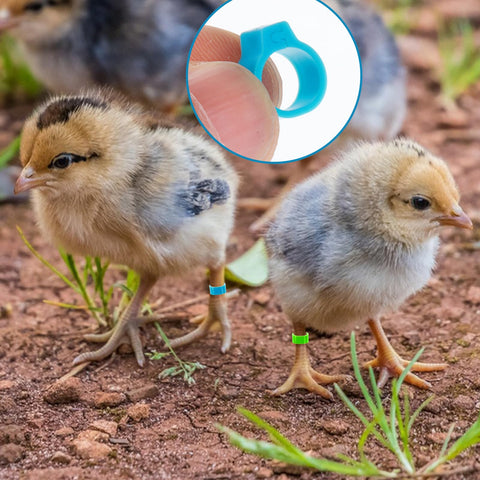 Tyqour 10mm rings fit baby quail and small poultry comfortably.