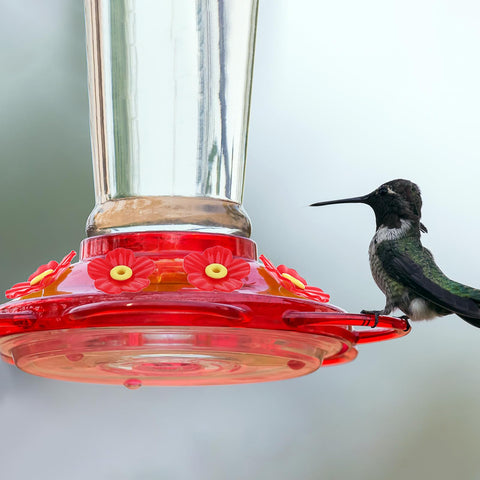 Tyqour feeder accessories provide a stable perch without slipping