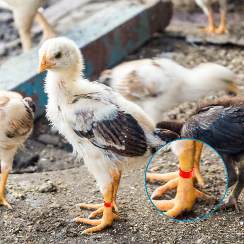 Tyqour sturdy plastic leg bands withstand handling on active birds.