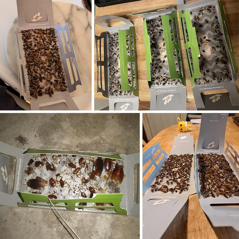 Tysonir Roach Traps front view showing compact pest control device