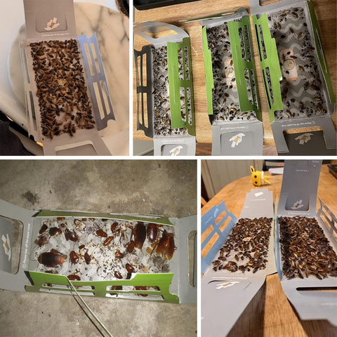 Tysonir roach traps indoor-adhesive-trap provide strong glue for durable catching.