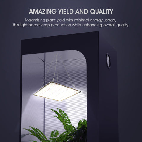Bloom stage with vibrant flowering under Uallhome light panel.