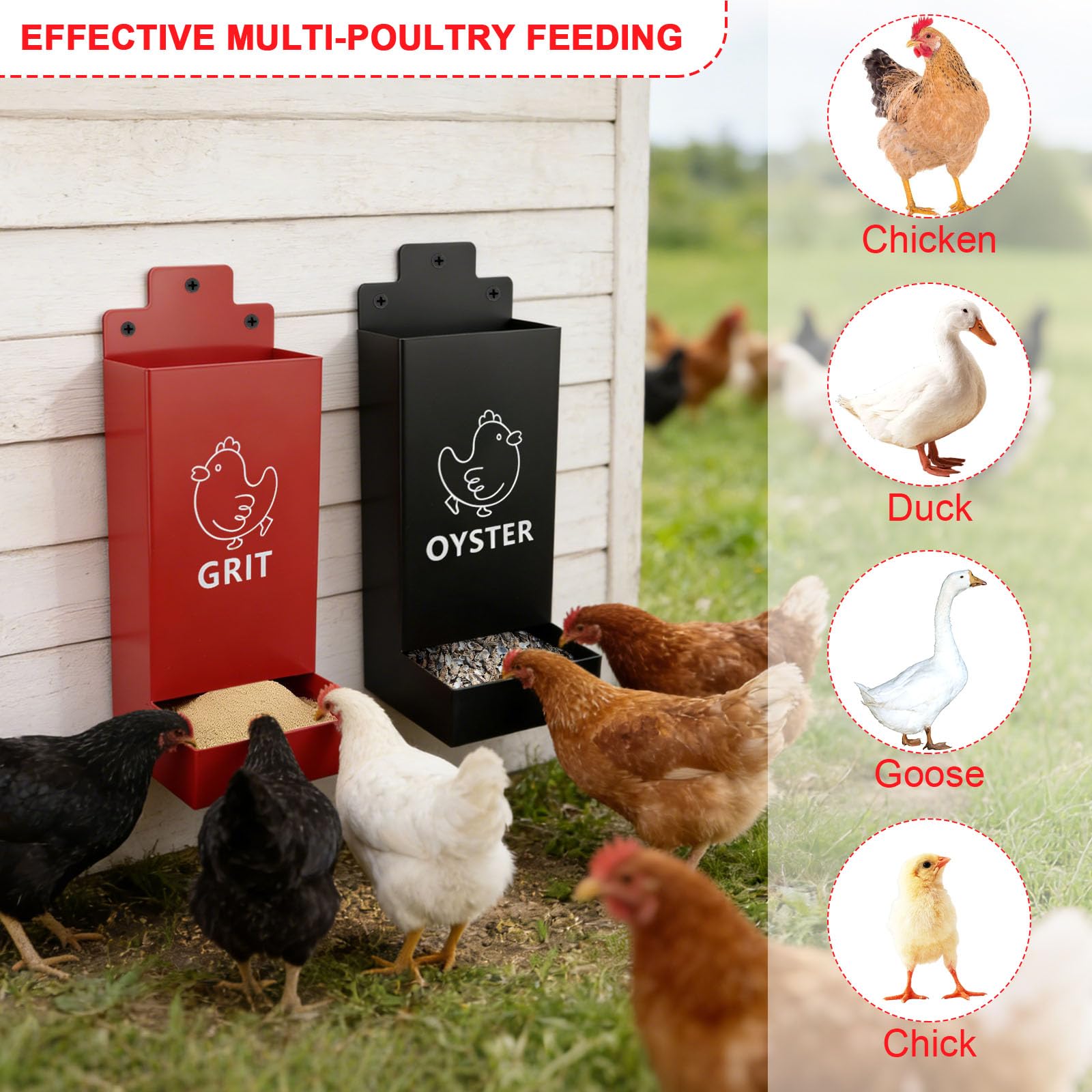 Ideal for chickens, ducks, and geese in a backyard flock.