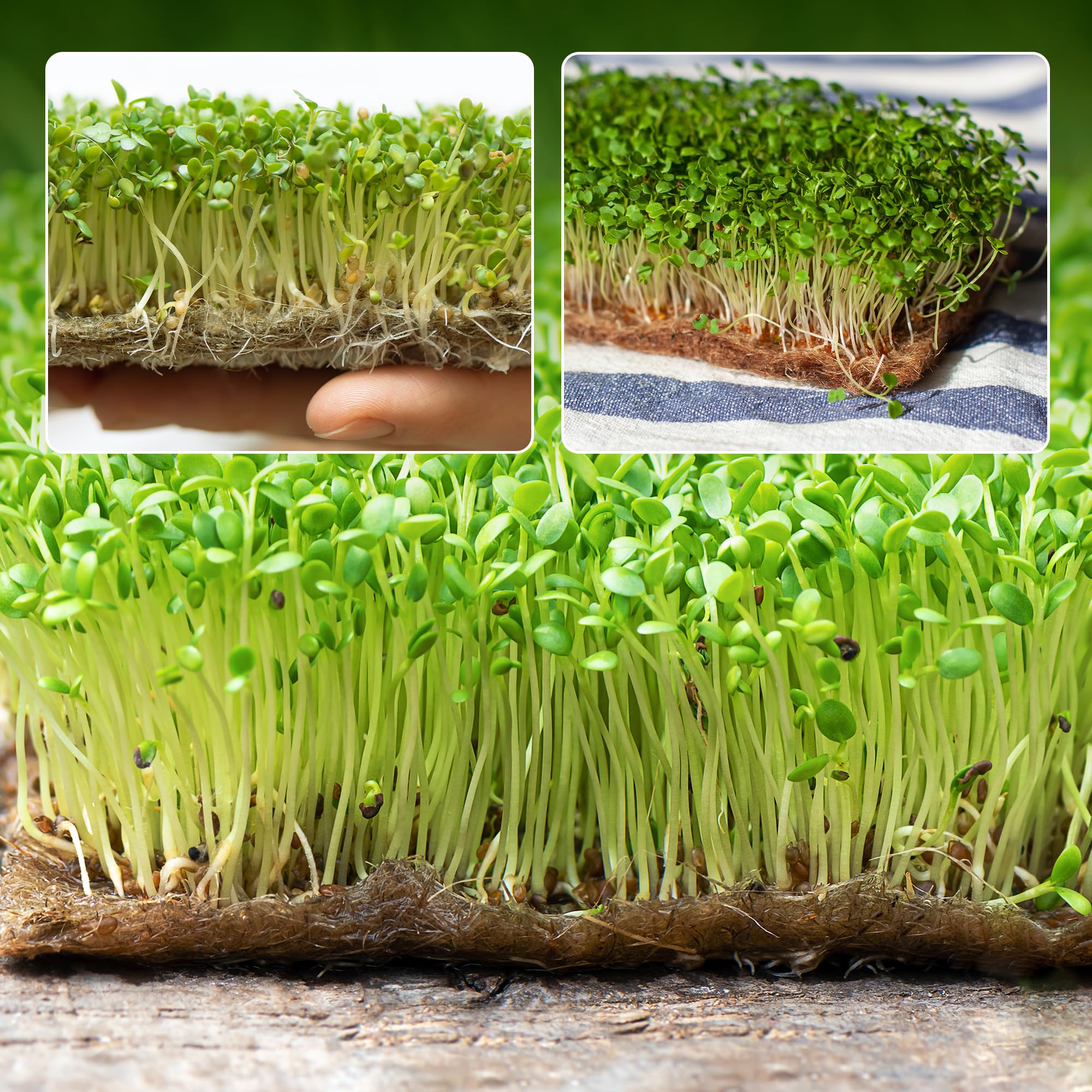 UCandy grow pads in use for microgreens and wheatgrass
