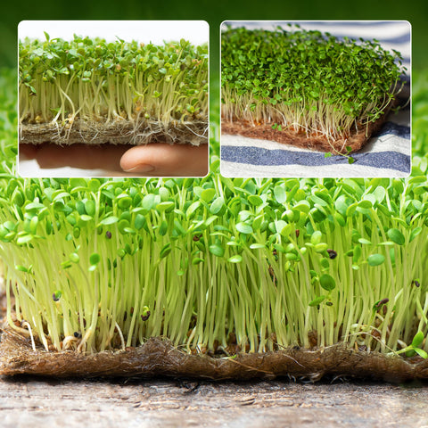 UCandy grow pads in use for microgreens and wheatgrass