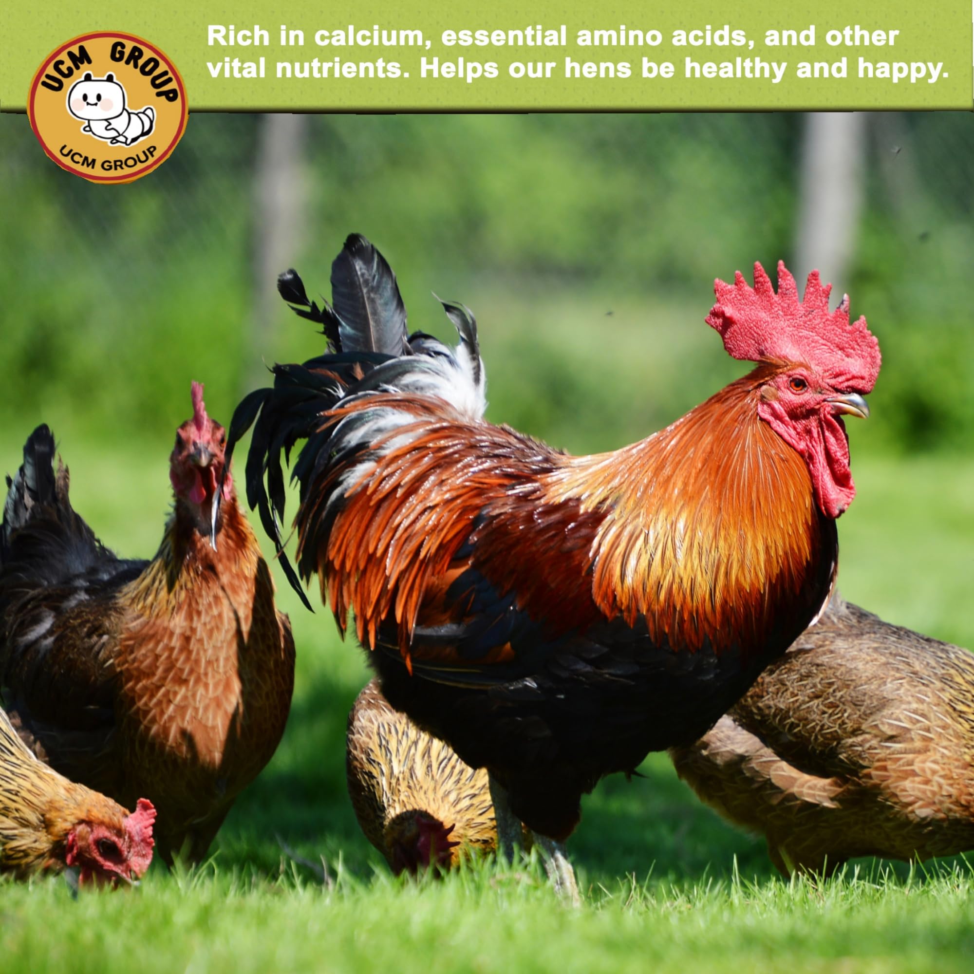 UCM Group BSF larvae for poultry nutrition and feather health