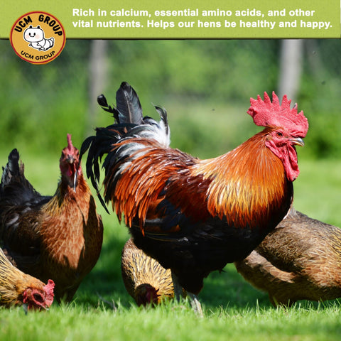 UCM Group BSF larvae for poultry nutrition and feather health