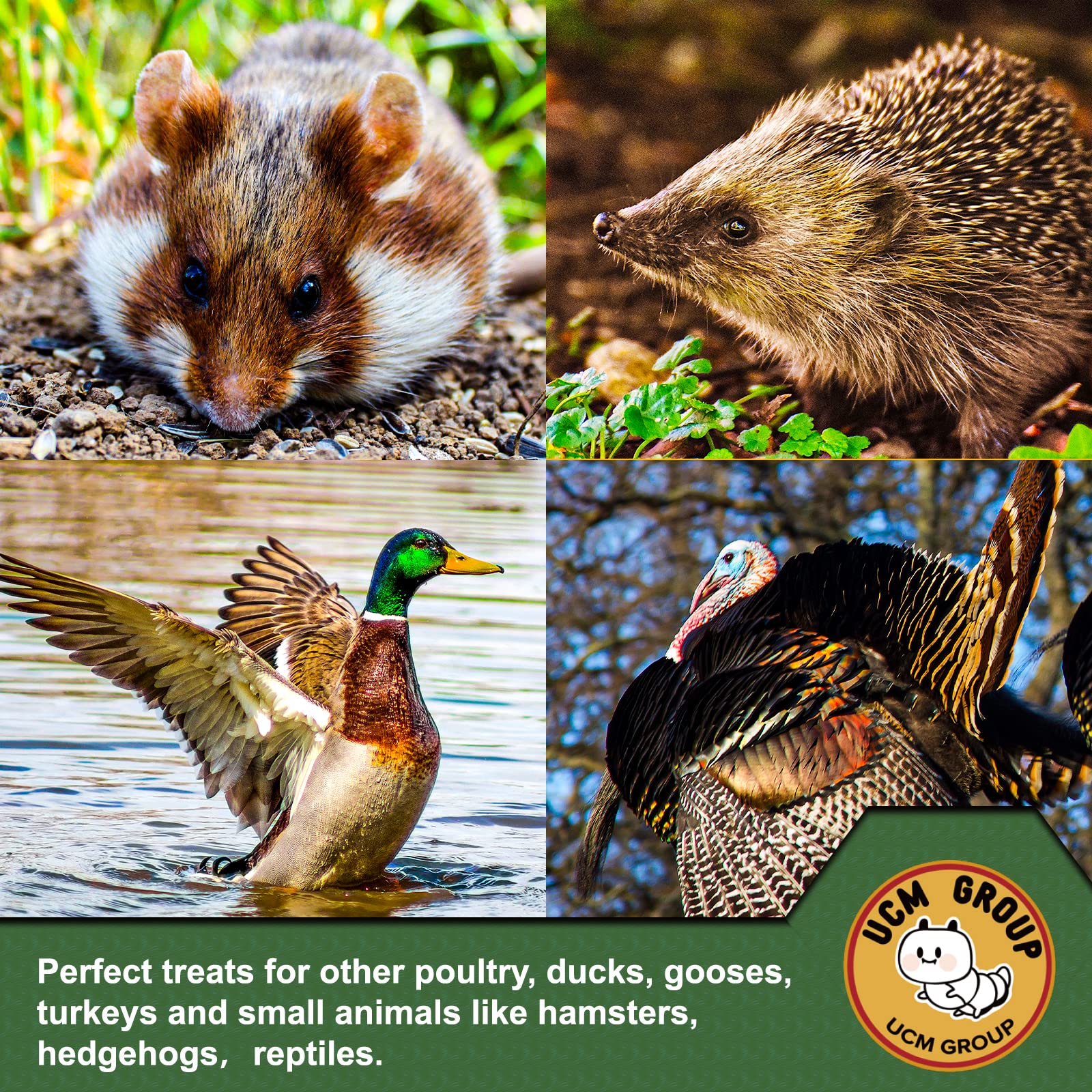 UCM GROUP non-GMO mealworms offer convenient storage and easy feeding.