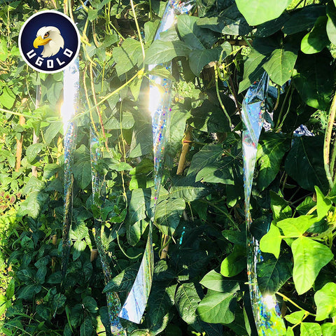 Ugold garden use silver bird tape protecting fruit trees and borders.