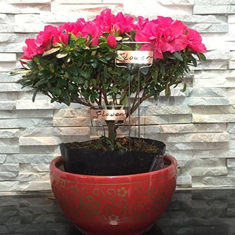 Potted plant with Ugold label in use.