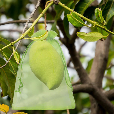 Uigidori mesh fruit bags on branches allow light while protecting blooms