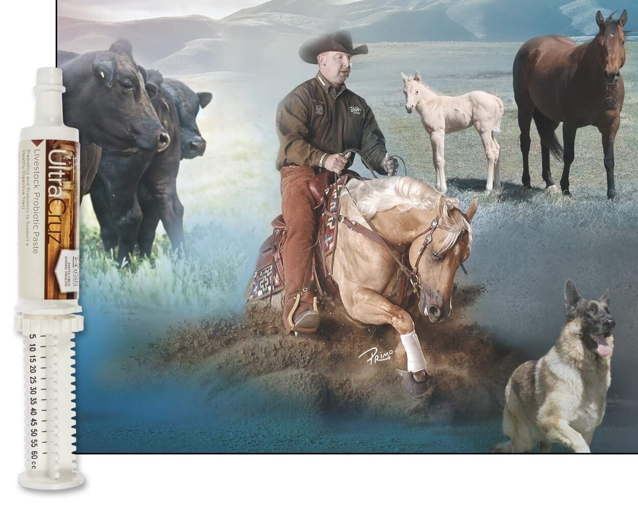 UltraCruz probiotic paste for cattle; supports stable digestion during stress.