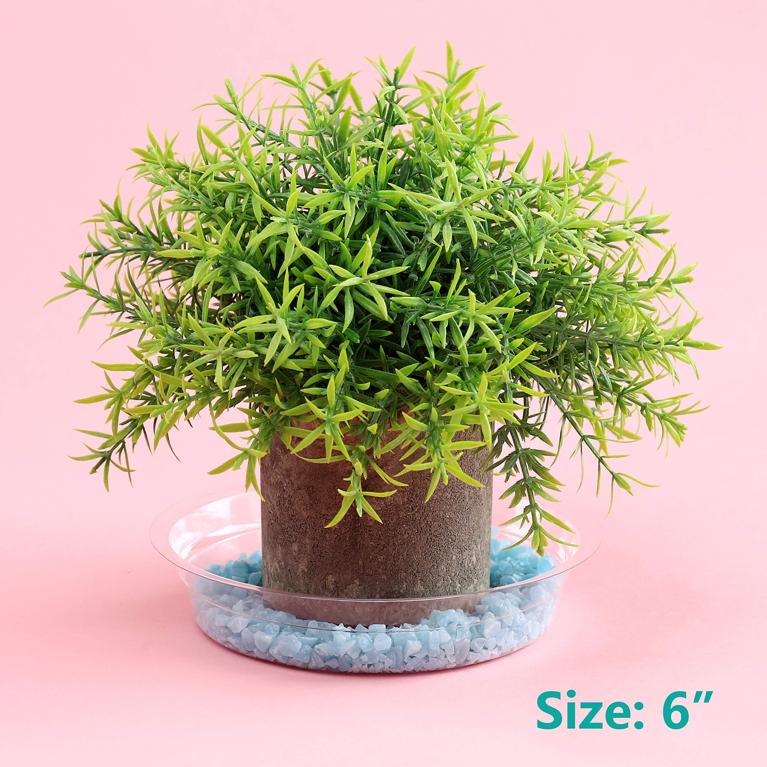 UltraOutlet clear plastic saucer 6in keeps indoor pots dry and reduces mess.