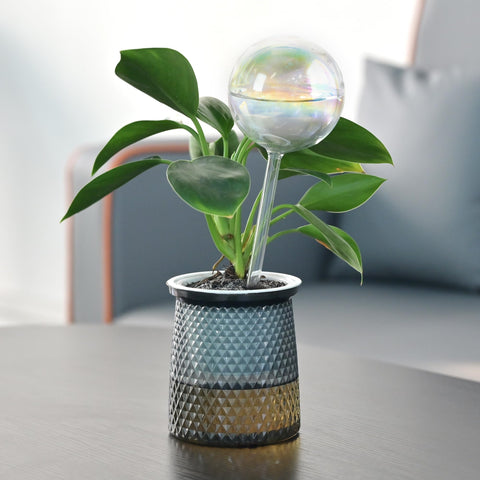 Perfect for vacation care or everyday plant routines.