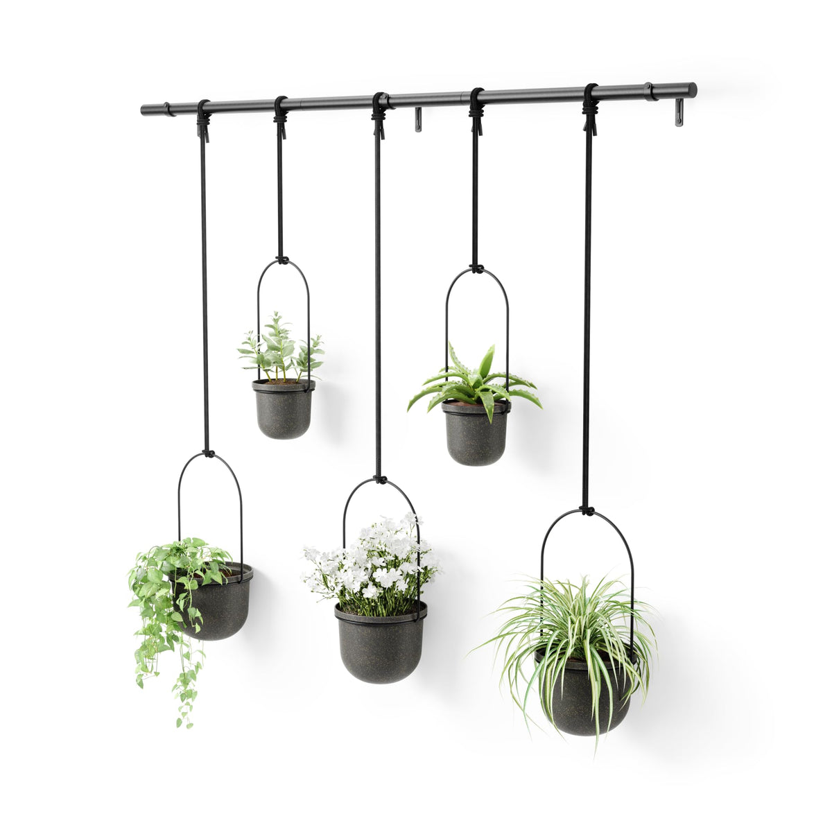 Umbra Triflora window-hanging planter display for fresh herbs in your kitchen window