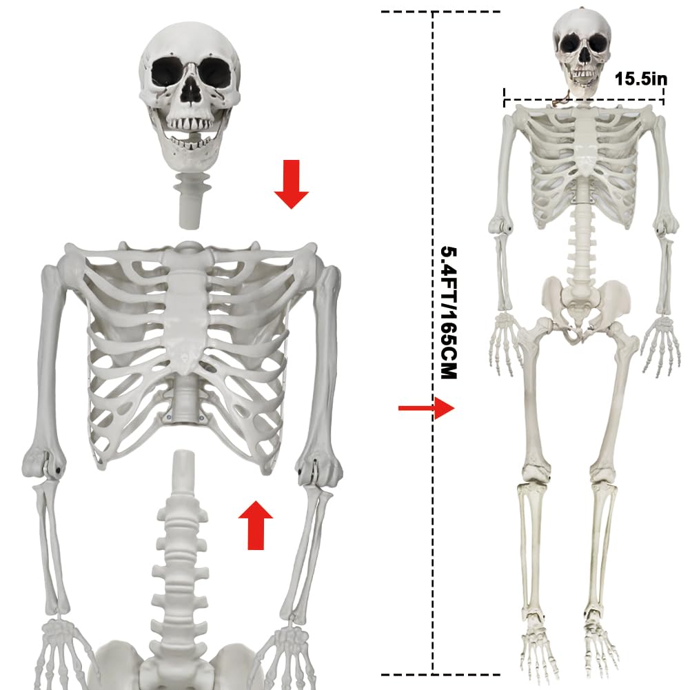 UMEELR easy-assembly skeleton with head, body, and feet sections.