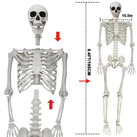 UMEELR easy-assembly skeleton with head, body, and feet sections.