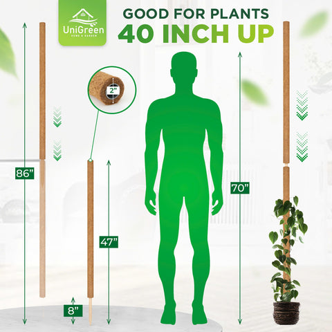 UniGreen Monstera support pole keeps big leaves upright and reaching light.