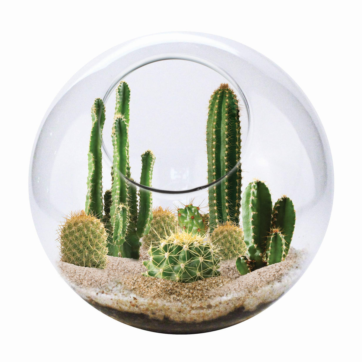 Unique Gardener cactus terrarium kit with glass terrarium creates a stylish indoor oasis.