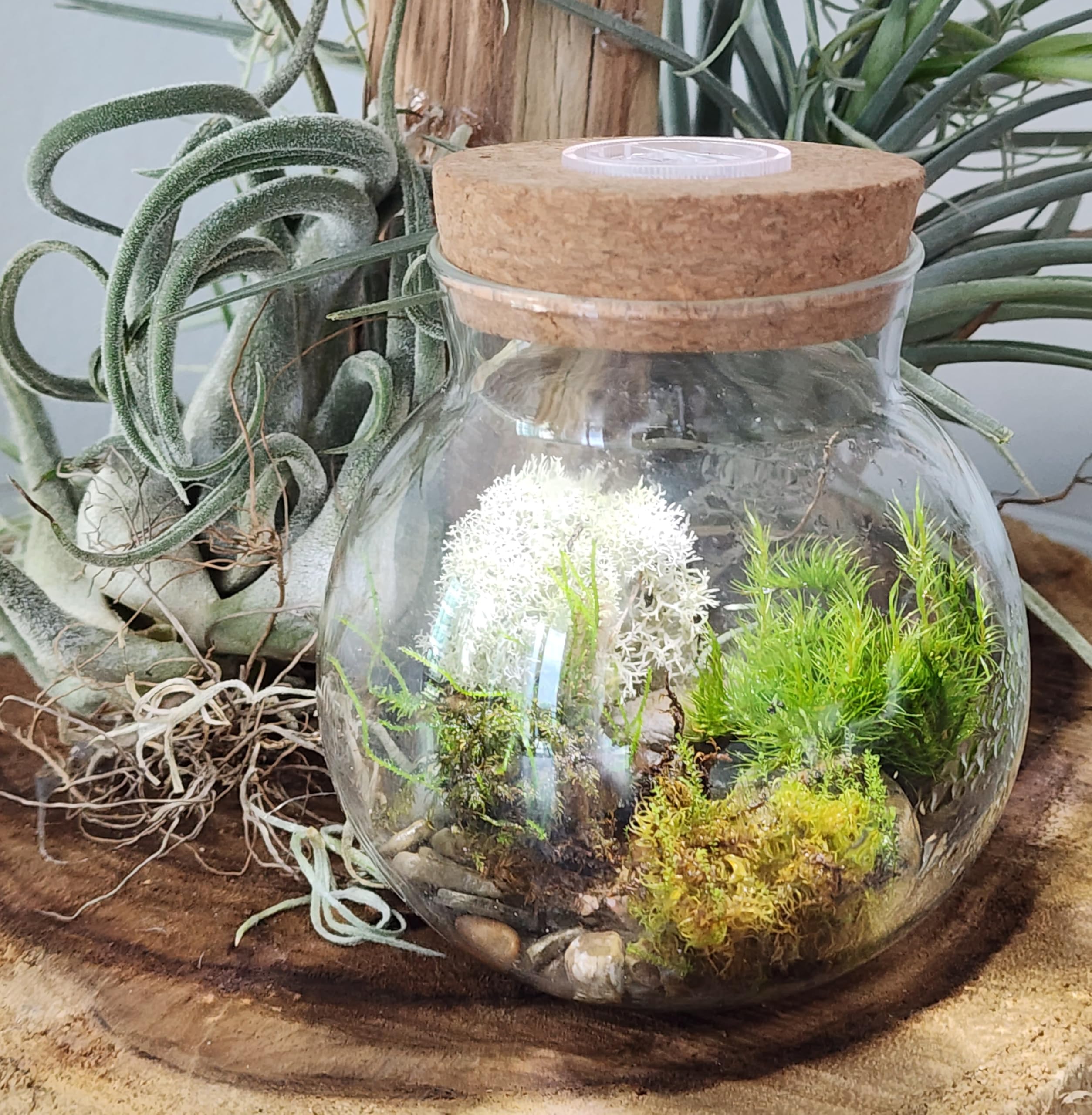 Unique Gardener Deerfoot Moss Closeup, soft texture ideal for terrarium views.