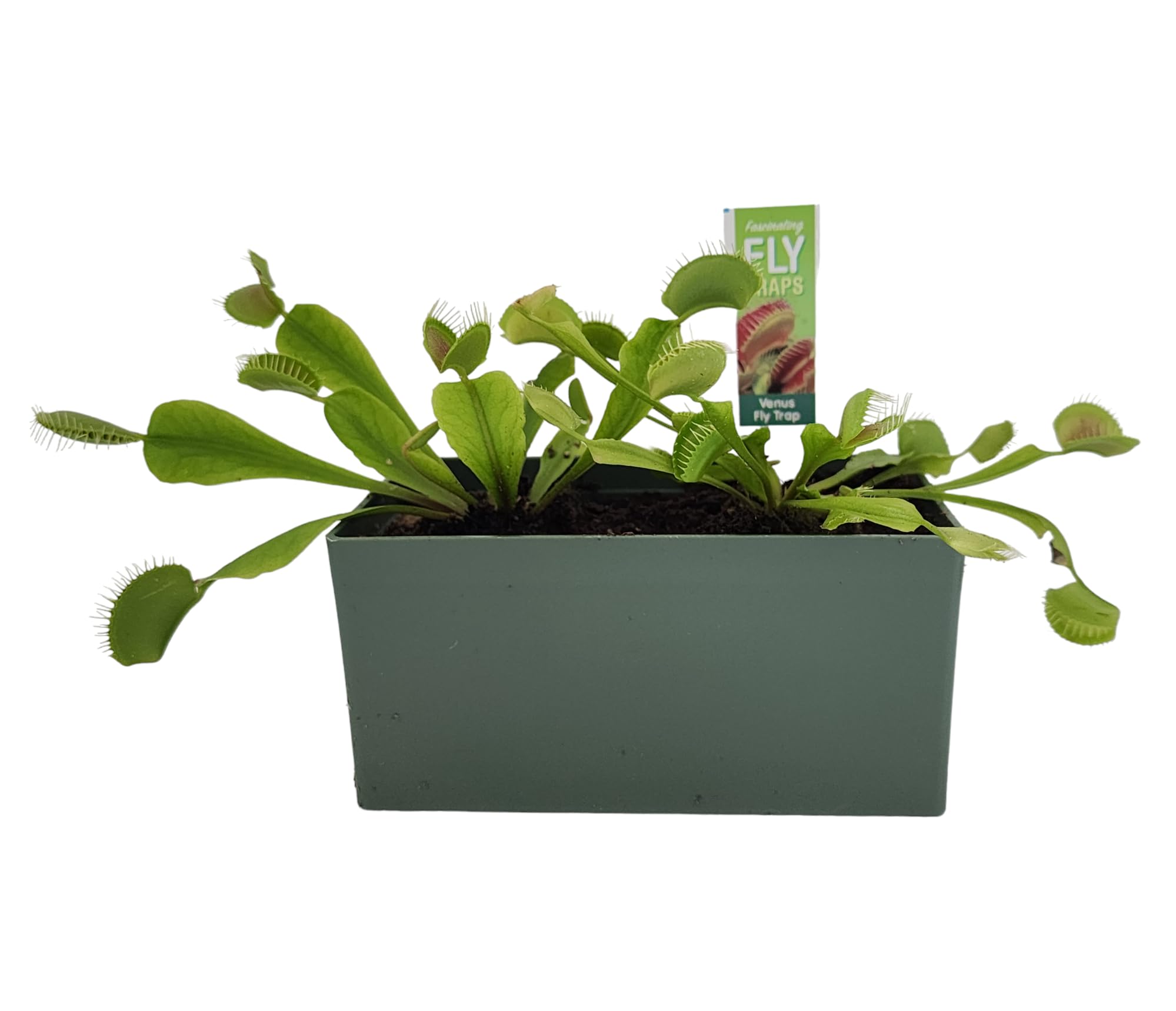 Unique Gardener square terrarium assembly for stylish indoor carnivorous garden