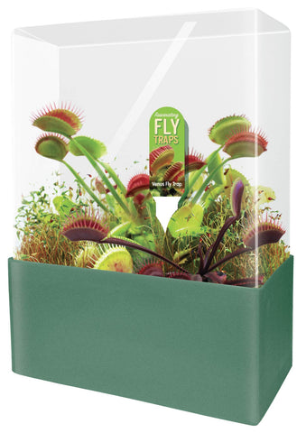 Unique Gardener Venus Fly Trap seed disk ready for terrarium planting
