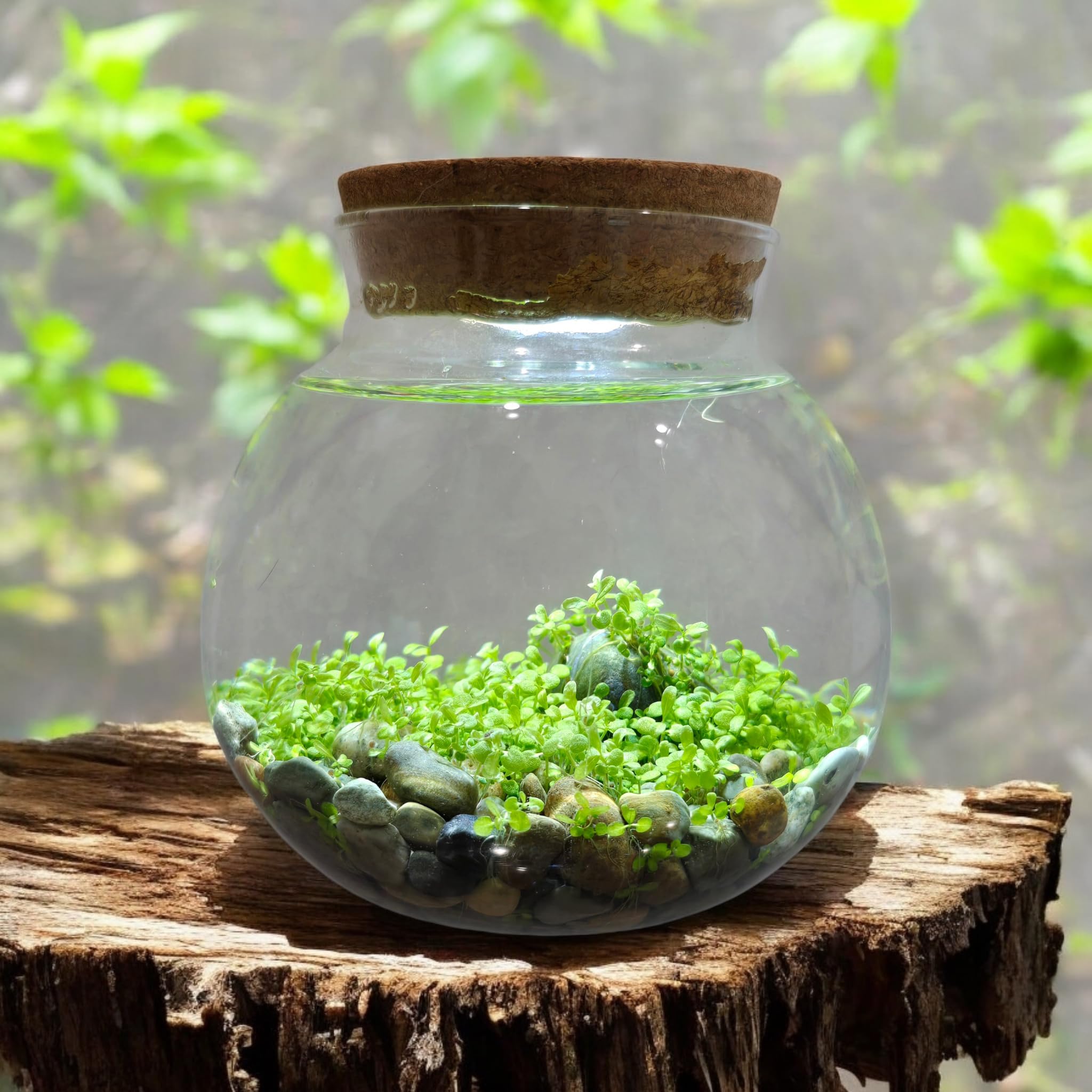 Unique Gardener WaterPlants accent stone creates focal interest in a compact terrarium.