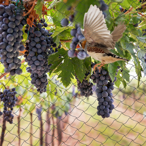 Unves 2.4-inch mesh netting protects fruit trees and vegetables