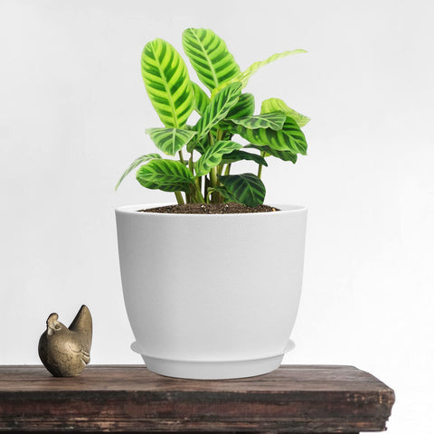 UOUZ 10-inch plant pot with drainage holes and saucer for tidy watering.