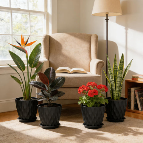 UOUZ Monstera deliciosa 8-inch pot supports large leaves and sturdy growth