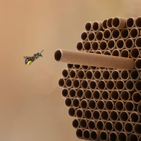 URATOT mason bee tubes easy to replace for hygienic nesting.