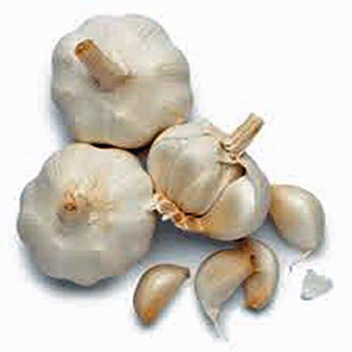 USBB garlic-braiding-ready—ideal for braiding and gift-worthy displays.