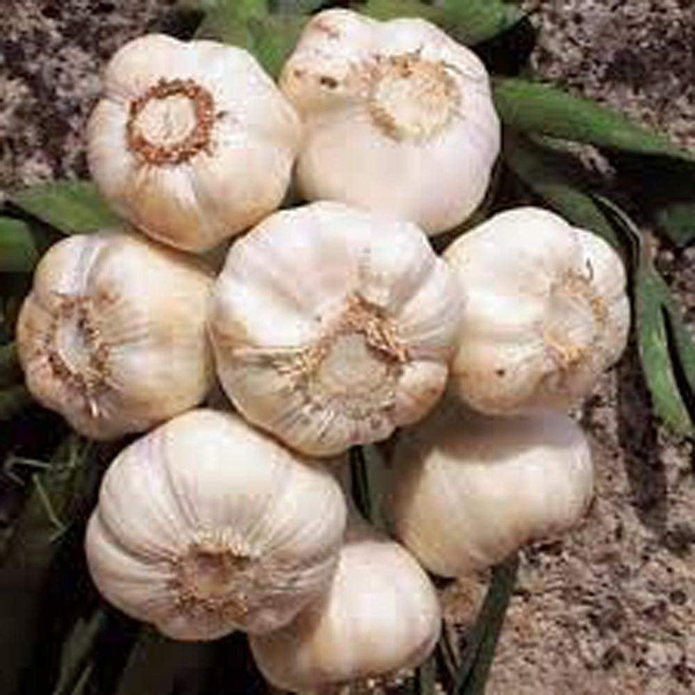USBB garlic bulb 8-pack—robust cloves for planting and storage.