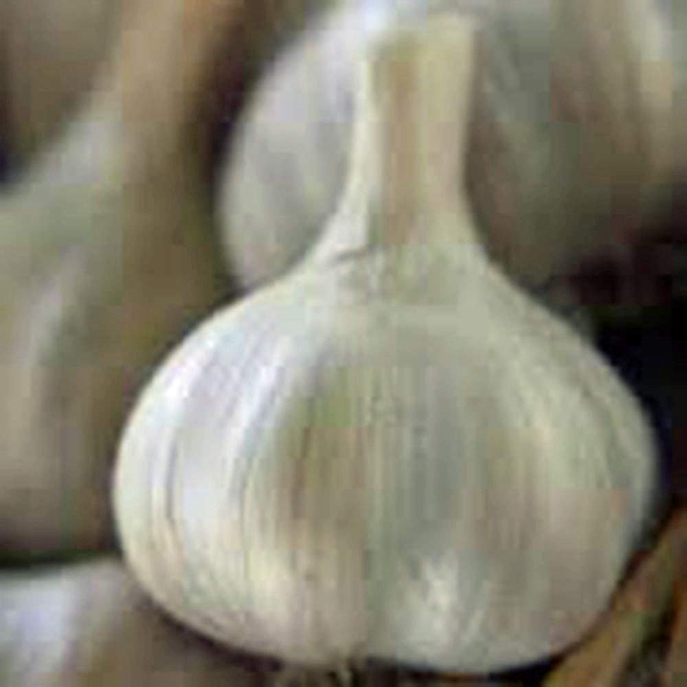 USBB garlic-bulb-skin-purple-blush—attractive skins and reliable storage potential.