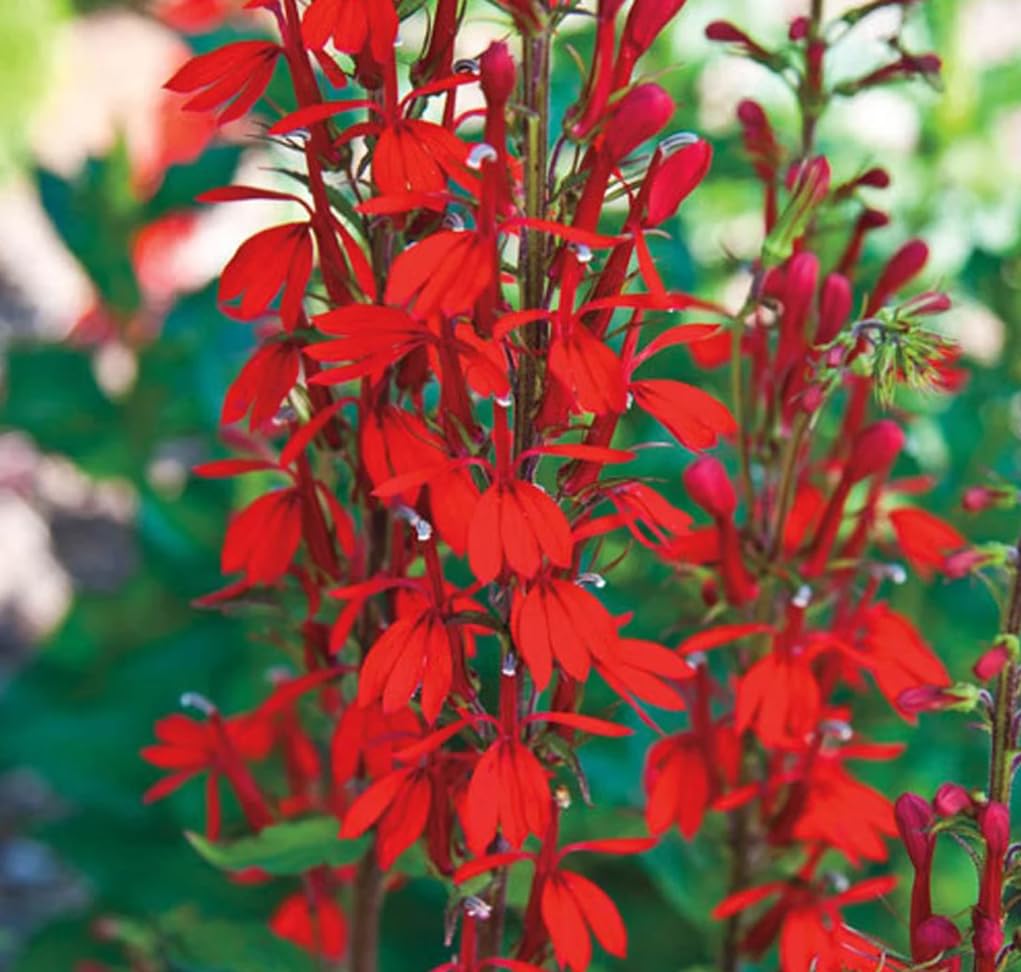 USBRANDSEED seedling-in-garden demonstrates easy planting in sunny or partial shade beds.